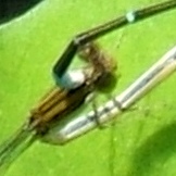 蜻蛉１９－３：セスジイトトンボの♀の胸部の拡大。