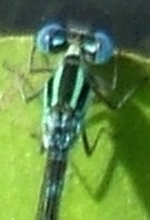 蜻蛉１９Ｇ：セスジイトトンボの♂の眼後紋の拡大。
