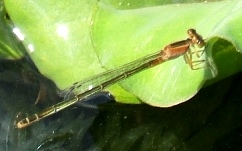 蜻蛉２０－３：アオモンイトトンボの♀（異色型の成熟個体）。