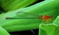 蜻蛉２０－４：アオモンイトトンボの♀（異色型の未成熟個体）。