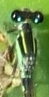 蜻蛉２０Ｇ：アオモンイトトンボの♂の眼後紋の拡大。
