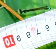 蜻蛉２２：アオモンイトトンボの♂の体長を巻き尺で測定。