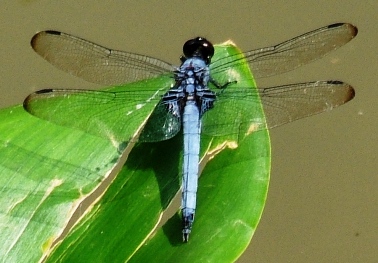 蜻蛉２５：オオシオカラトンボの♂。
