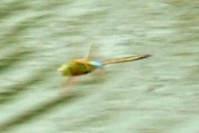 蜻蛉３４：ギンヤンマの♂。
