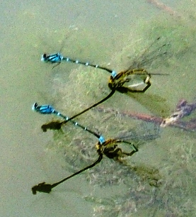 蜻蛉３６：連結産卵する２組のセスジイトトンボの♂♀。