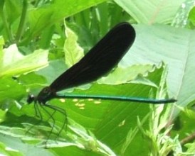蜻蛉９：ハグロトンボの♂。