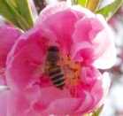 蜂２：ニホンミツバチ。