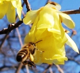 蜂３：ニホンミツバチ。