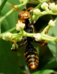 蜂４−３：セグロアシナガバチの顔。