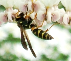 蜂５：フタモンアシナガバチ。