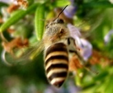 蜂７：ニホンミツバチ。