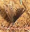 蝶１０：ヒメウラナミジャノメ。