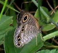 蝶１４：ヒメウラナミジャノメ。