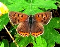 蝶１５：ベニシジミの春型。