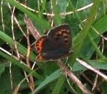 蝶１６：ベニシジミの夏型。