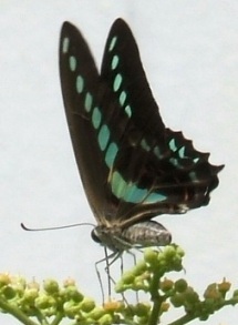 蝶１７：アオスジアゲハ。