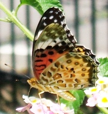 蝶２０－４：ツマグロヒョウモンの♀（翅の裏面）。