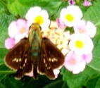 蝶２１－２：イチモンジセセリ（翅の表面）。