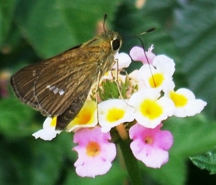蝶２１：イチモンジセセリ（翅の裏面）。