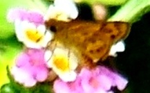 蝶２２：キマダラセセリ。