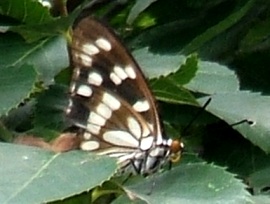 蝶２３：ゴマダラチョウ（翅の裏面）。