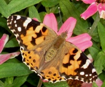 蝶２４－２：ヒメアカタテハ。