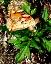 蝶２４：産卵するヒメアカタテハの♀。