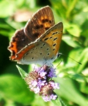蝶２６：ベニシジミの翅の裏面。