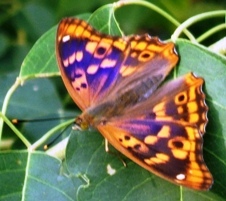 蝶２７－２：コムラサキの♂（翅の表面）。