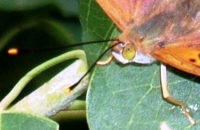 蝶２７－３：コムラサキの顔の拡大。
