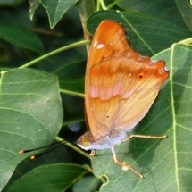 蝶２７：コムラサキの♂（翅の裏面）。