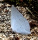 蝶２８－２：ウラギンシジミの♂（翅の裏面）。