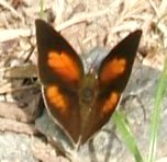蝶２８：ウラギンシジミの♂（翅の表面）。