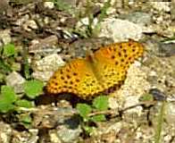 蝶３：ツマグロヒョウモンの♂。