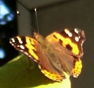 蝶３１：アカタテハ。