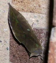 蝶３９：アケビコノハの木の葉そっくりの片翅。