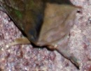 蝶４０－２：アケビコノハの顔。