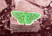 蝶５：ヨツメアオシャクという蛾。