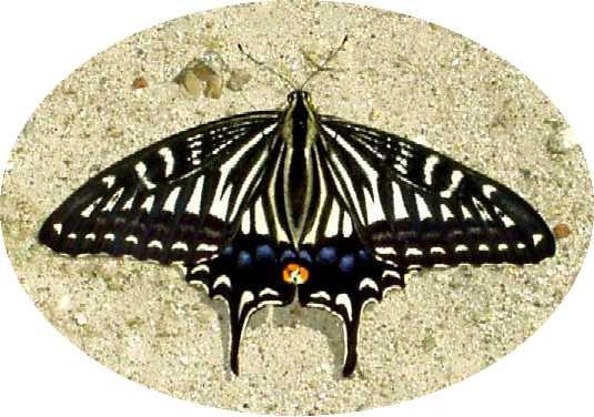 蝶８：地面で吸水するアゲハ（春型）。