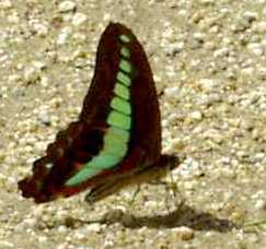 蝶９：地面で吸水するアオスジアゲハ。