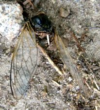 蝉５：蟻に食われた後のクマゼミの死骸。