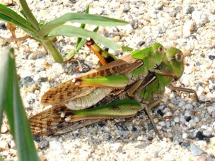 蝗虫６−２：♀が♂を背負うトノサマバッタ。