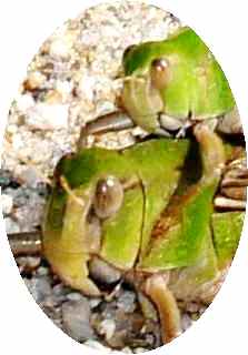 蝗虫６−３：トノサマバッタの♂♀の顔の拡大。