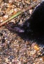 写真０６１１１３－２－２：黒ネズミの顔の拡大。