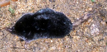 写真０６１１１３－２：大ミミズの傍の黒ネズミの死骸。