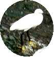 写真ｅ１：湯布院の白鷺。