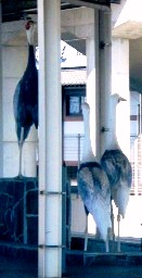 写真０：肥薩おれんじ鉄道の出水駅ホームの鶴の像。
