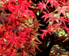 写真高取楓：壺阪寺の楓。