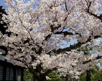 写真ｃ１：誉田八幡宮の桜。