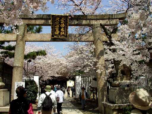 写真ｃ２：道明寺天満宮の桜。